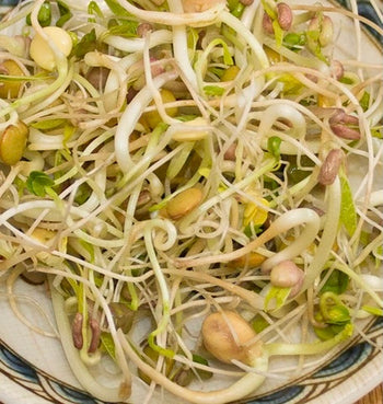 SS255 Gourmet Mix Sprouts